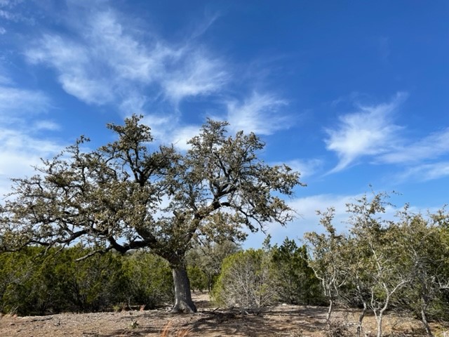 2078 W. Ranch Road 962, Lot 3, Round Mountain, Texas image 12