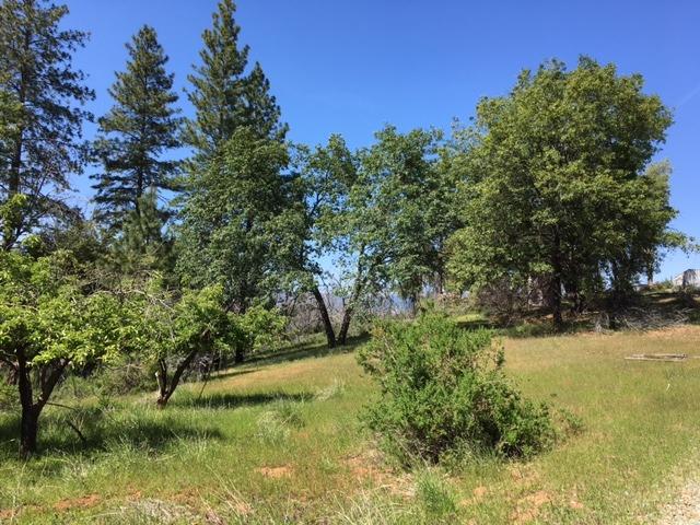 Fruit trees along driveway