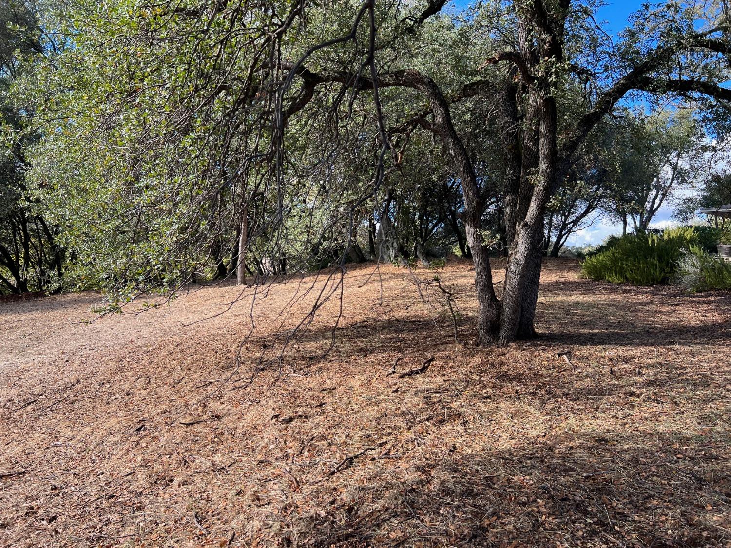 559 Springhouse Road, Angels Camp, California 95222, ,Land,For Sale,Springhouse,2007419