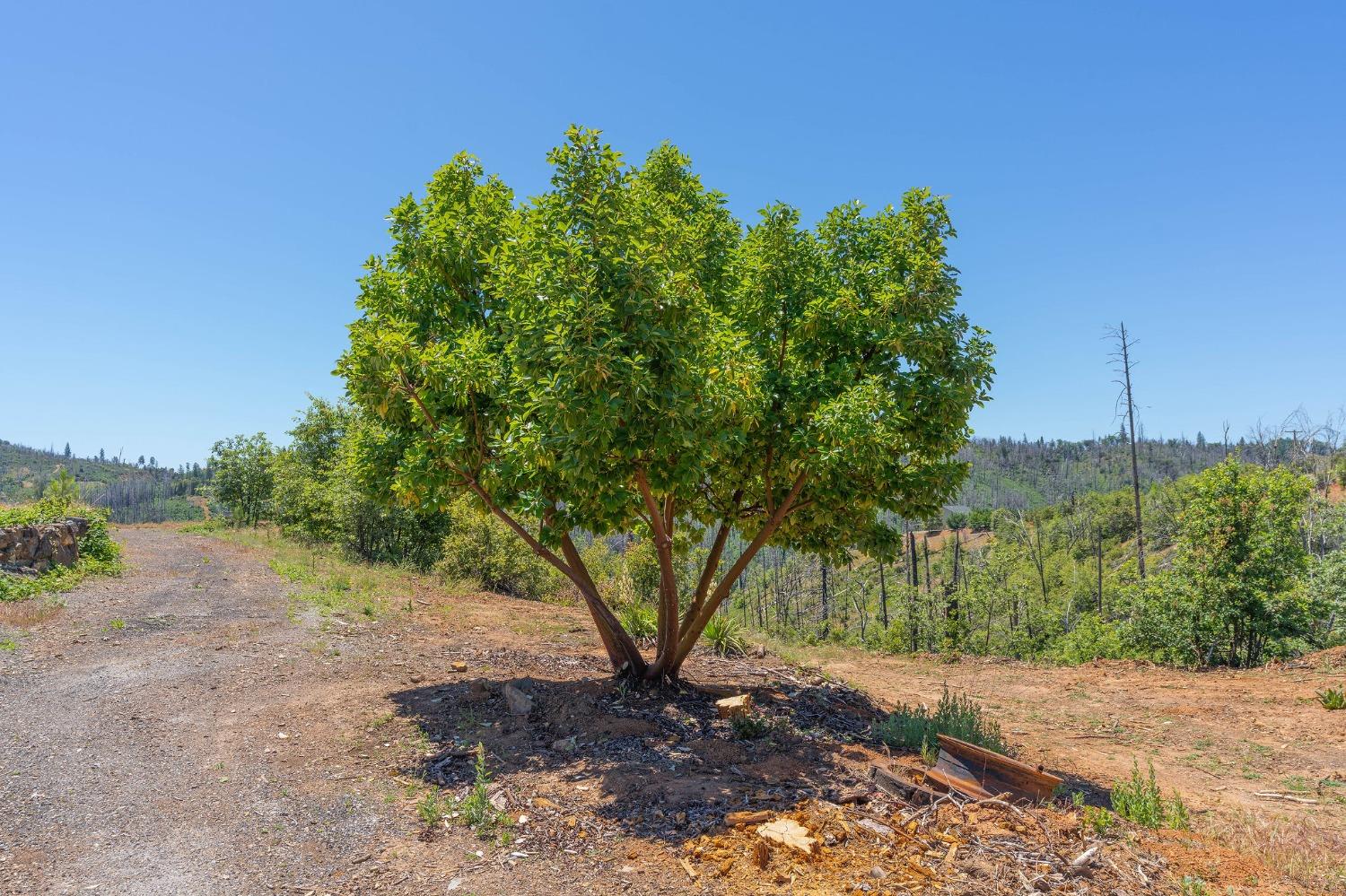 6914 Old Emigrant Trail, Mountain Ranch, California 95246, ,Land,For Sale,Old Emigrant,202300349