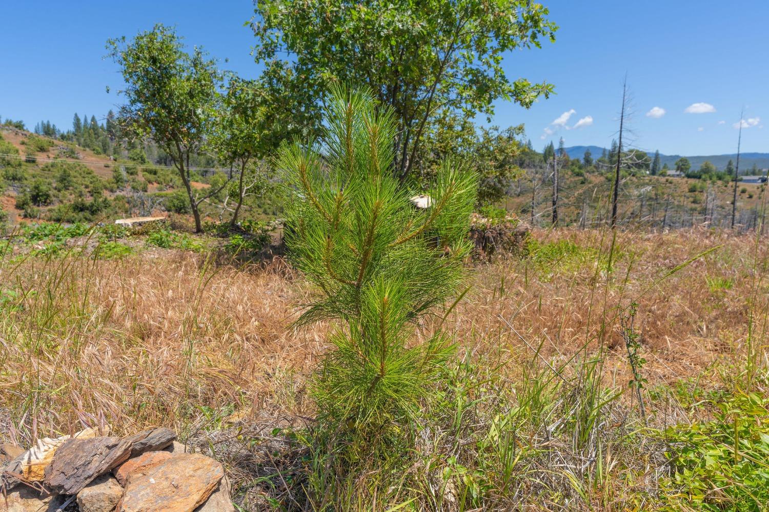 6914 Old Emigrant Trail, Mountain Ranch, California 95246, ,Land,For Sale,Old Emigrant,202300349