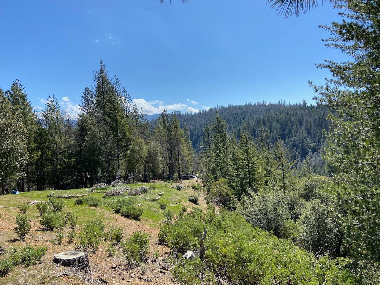 5063 Moore Road, Wilseyville, California 95248, ,Land,For Sale,Moore,202300398