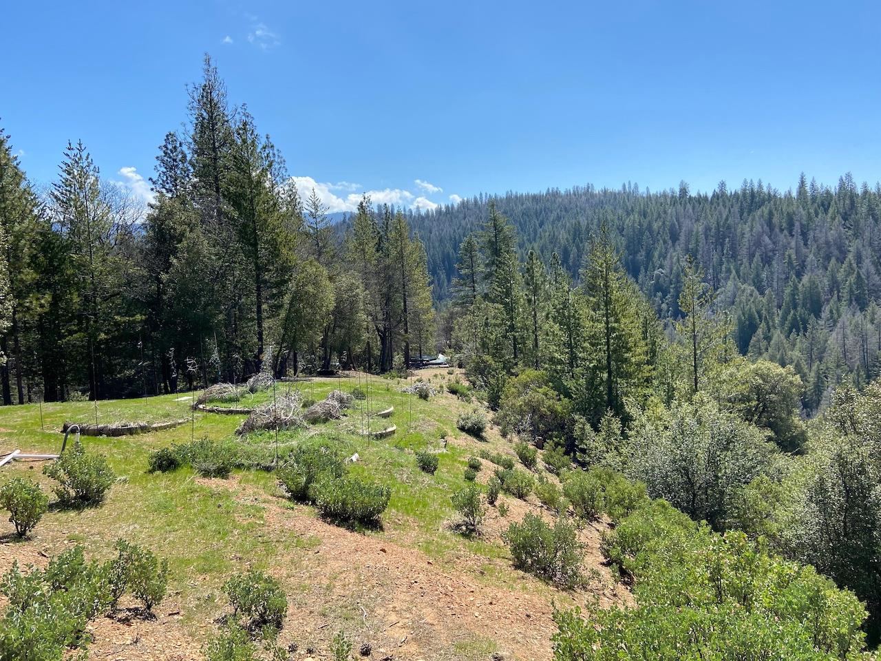 5063 Moore Road, Wilseyville, California 95248, ,Land,For Sale,Moore,202300398