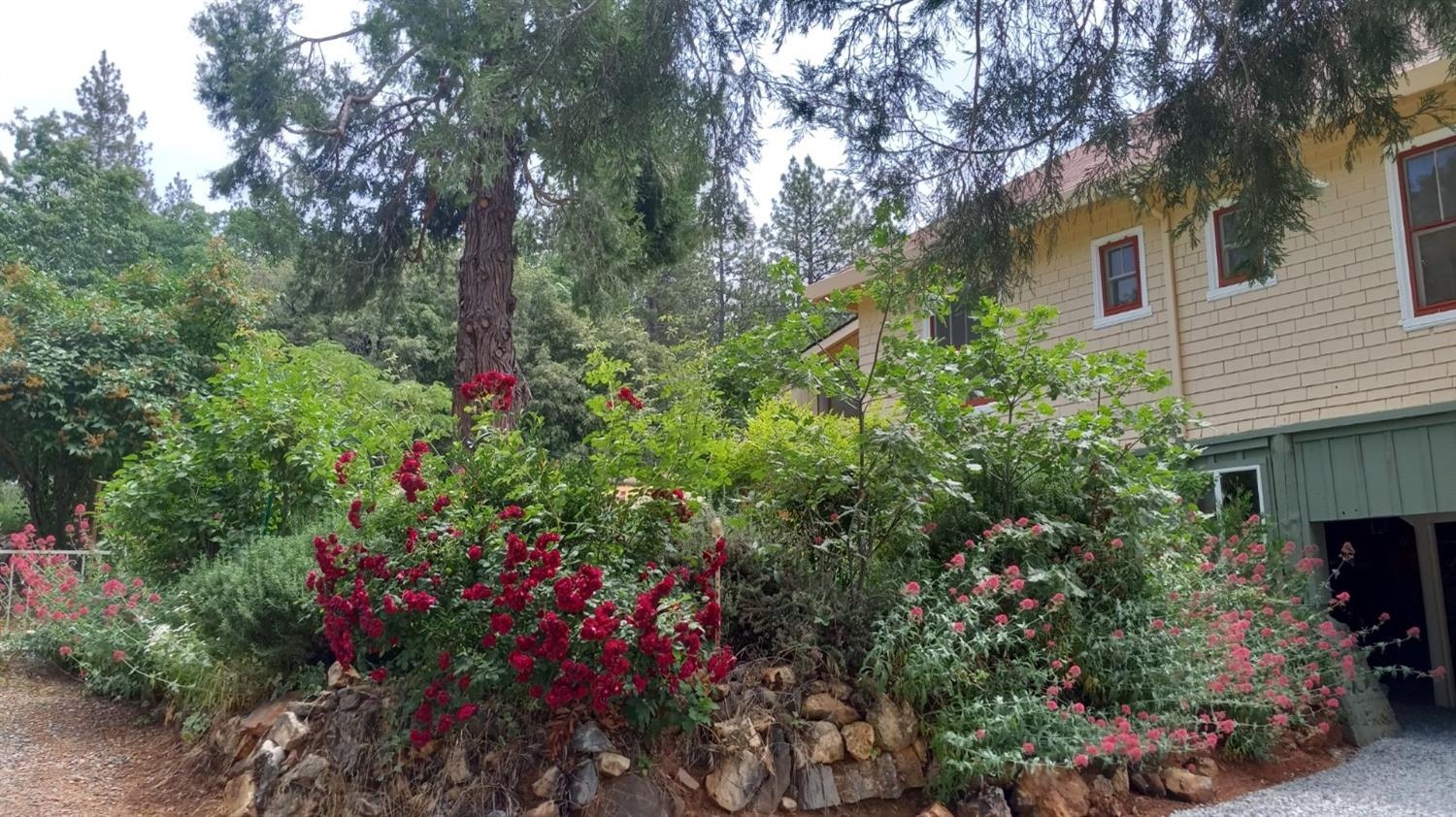 15579 Jesus Maria Rd, Mokelumne Hill, California 95245, 4 Bedrooms Bedrooms, ,2 BathroomsBathrooms,Residential,For Sale,Jesus Maria Rd,202300502