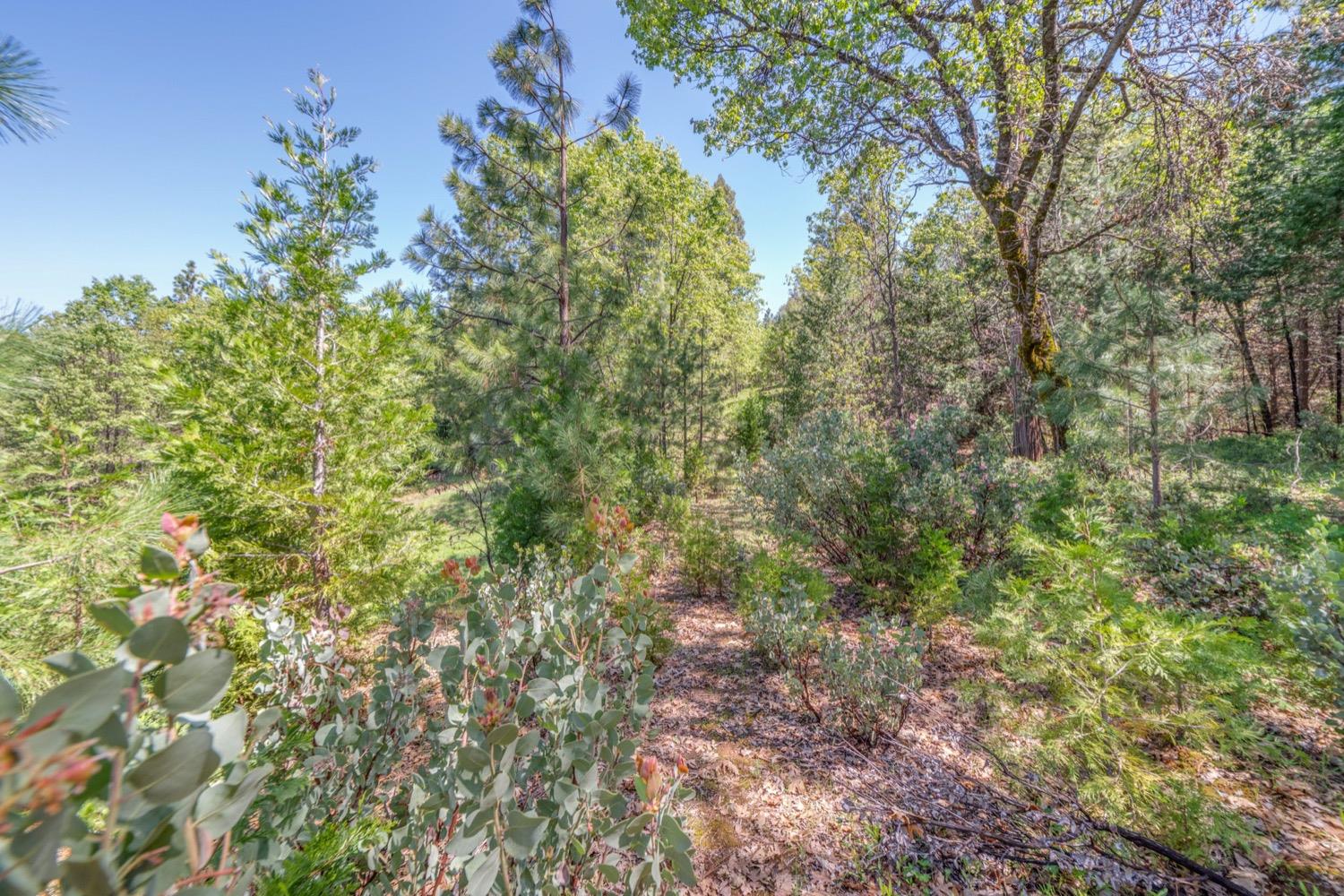 212 Red Apple Drive, Murphys, California 95247, ,Land,For Sale,Red Apple,202300532