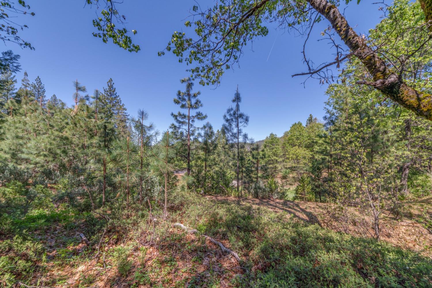 212 Red Apple Drive, Murphys, California 95247, ,Land,For Sale,Red Apple,202300532