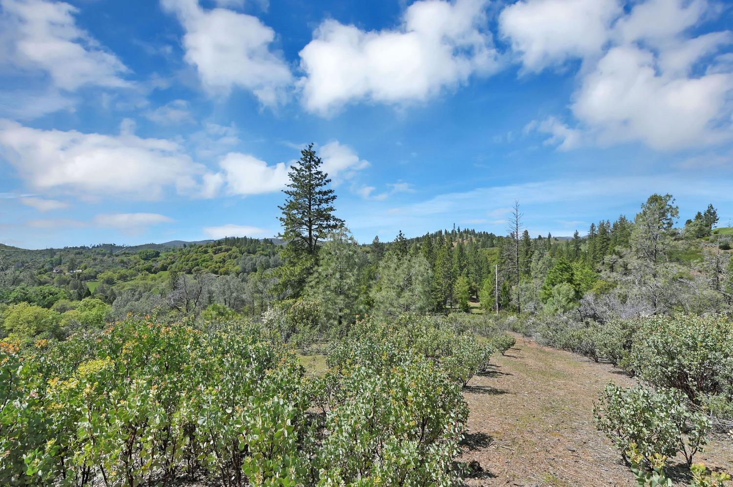 6968 Michel Road, Mountain Ranch, California 95246, ,Land,For Sale,Michel,202300556