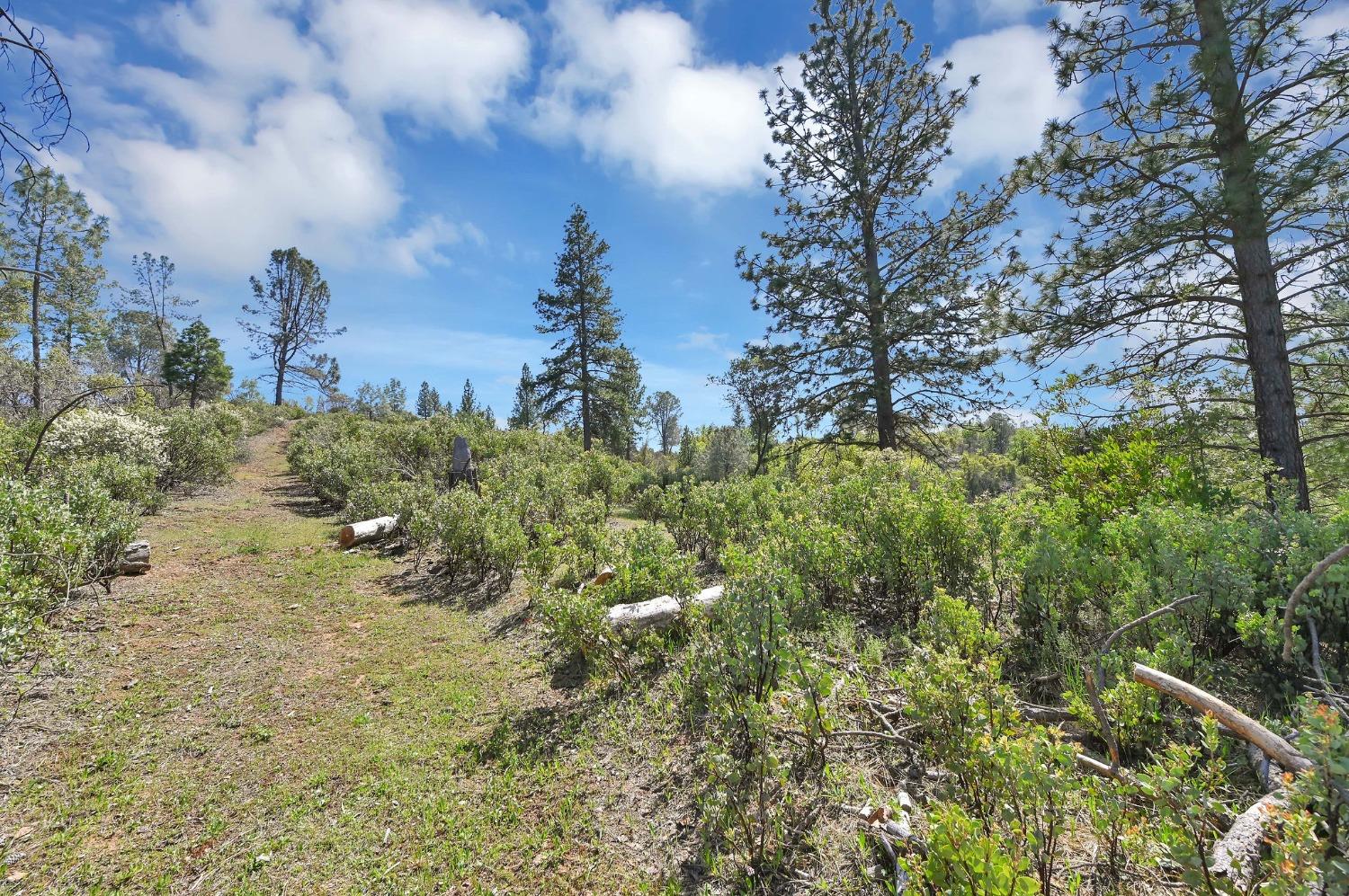 6968 Michel Road, Mountain Ranch, California 95246, ,Land,For Sale,Michel,202300556