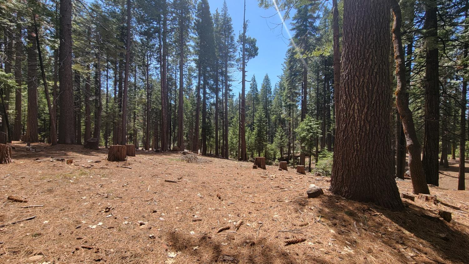 3043 Shoshone Drive, Camp Connell, California 95223, ,Land,For Sale,Shoshone,202300586