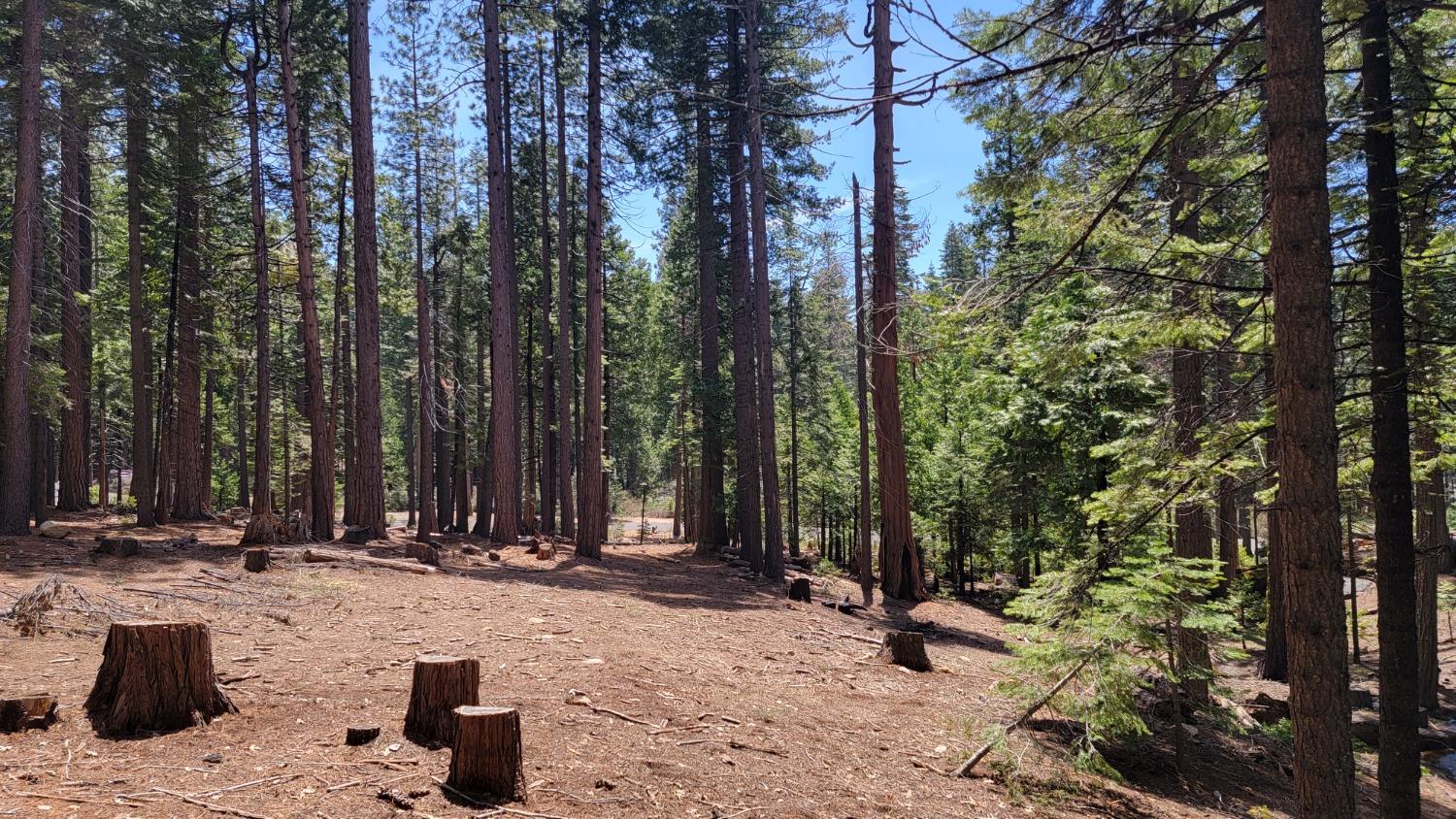 3043 Shoshone Drive, Camp Connell, California 95223, ,Land,For Sale,Shoshone,202300586