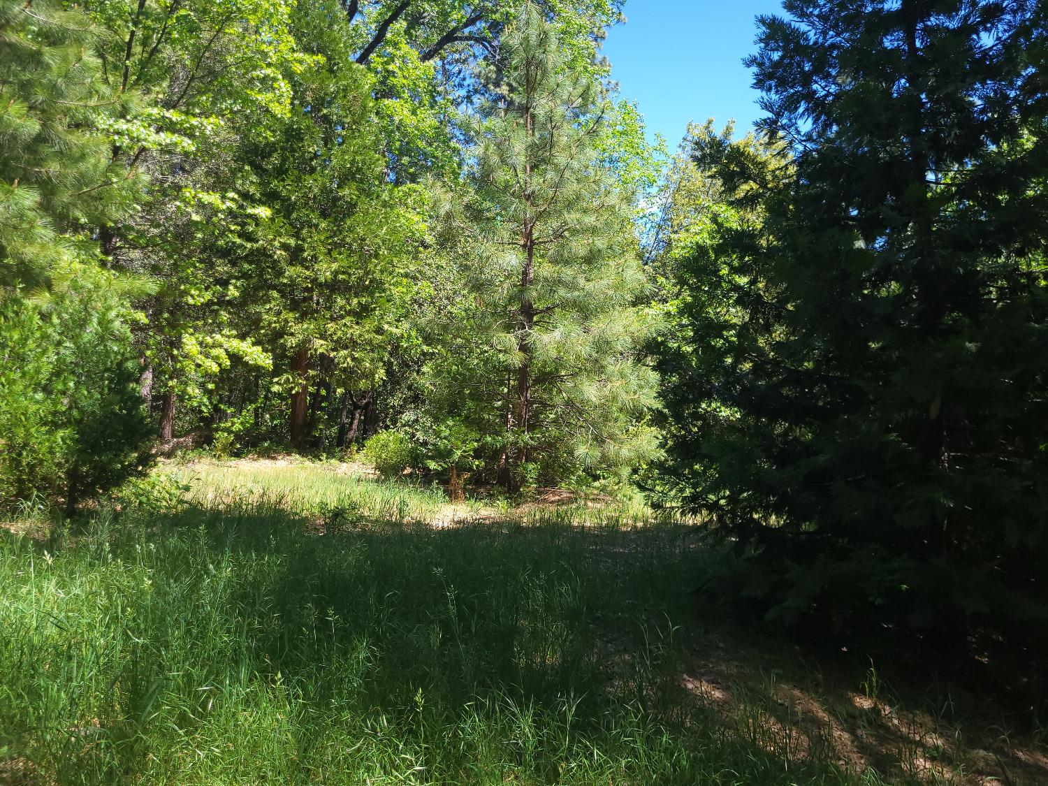 218 Cedar Drive, Hathaway Pines, California 95233, ,Land,For Sale,Cedar,202300645