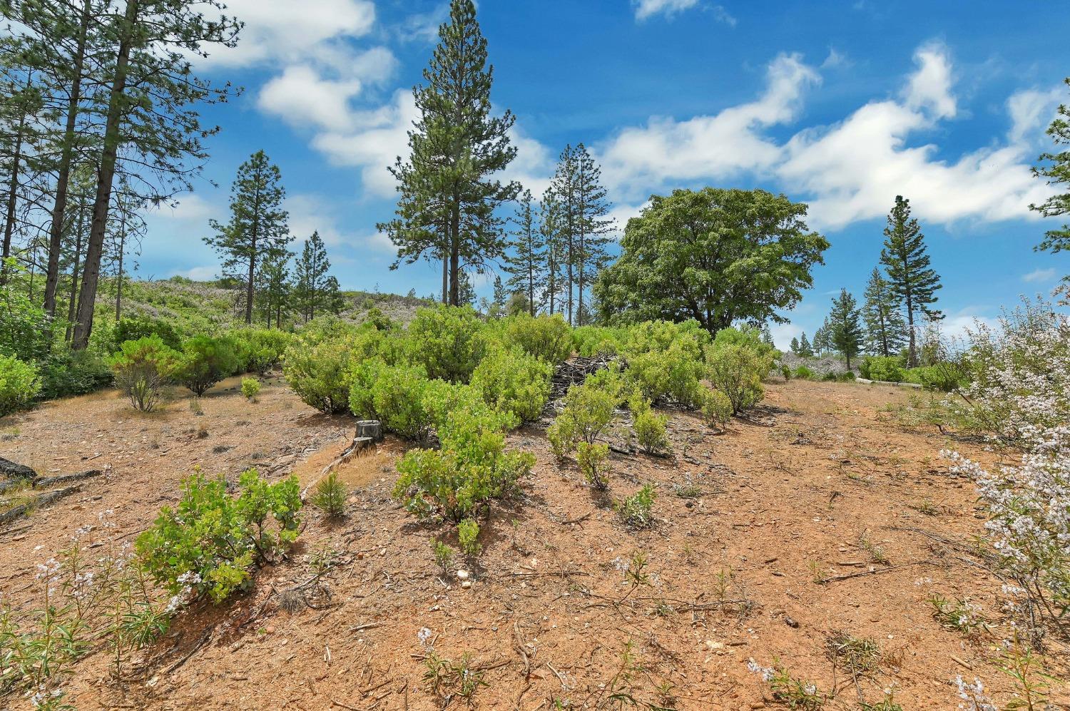 0 Fricot City Rd, Sheep Ranch, California 95246, ,Land,For Sale,Fricot City Rd,202300687