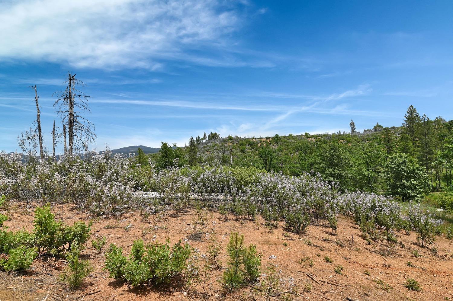 0 Fricot City Rd, Sheep Ranch, California 95246, ,Land,For Sale,Fricot City Rd,202300687