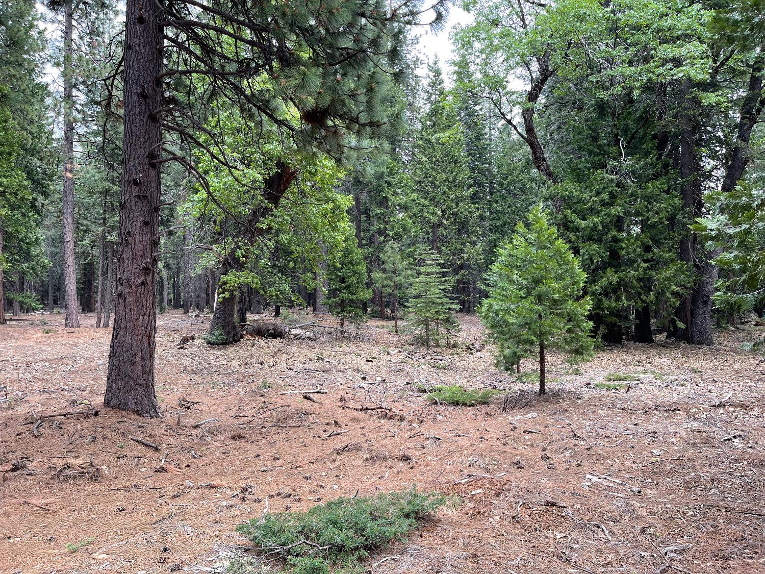 5 Shoshone Drive, Camp Connell, California 95223, ,Land,For Sale,Shoshone,202300764