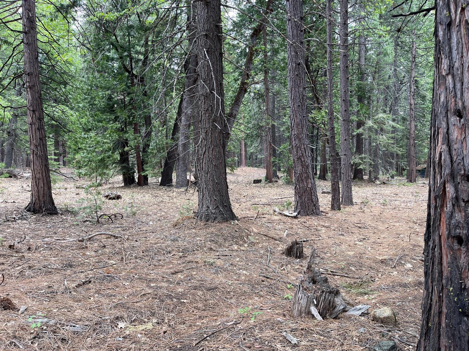 5 Shoshone Drive, Camp Connell, California 95223, ,Land,For Sale,Shoshone,202300764