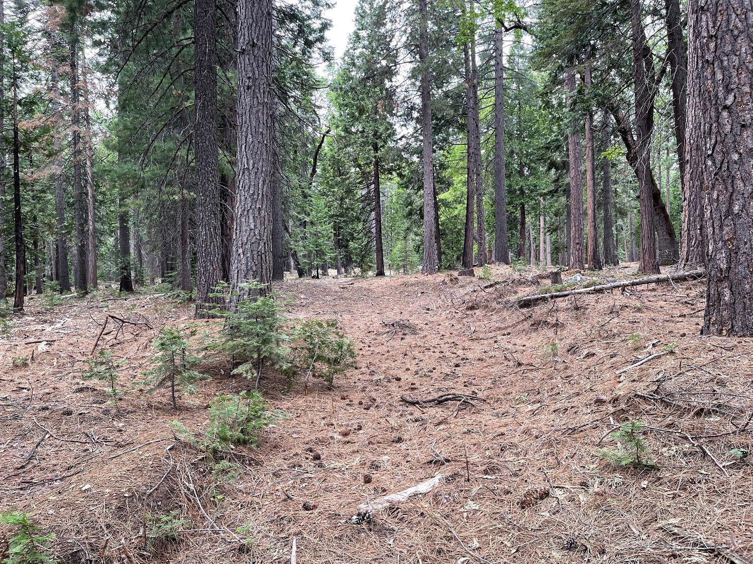 5 Shoshone Drive, Camp Connell, California 95223, ,Land,For Sale,Shoshone,202300764