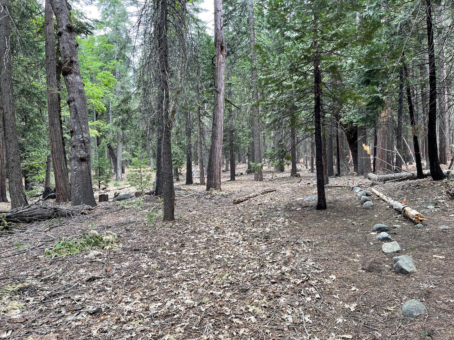 6 Shoshone Drive, Camp Connell, California 95223, ,Land,For Sale,Shoshone,202300765