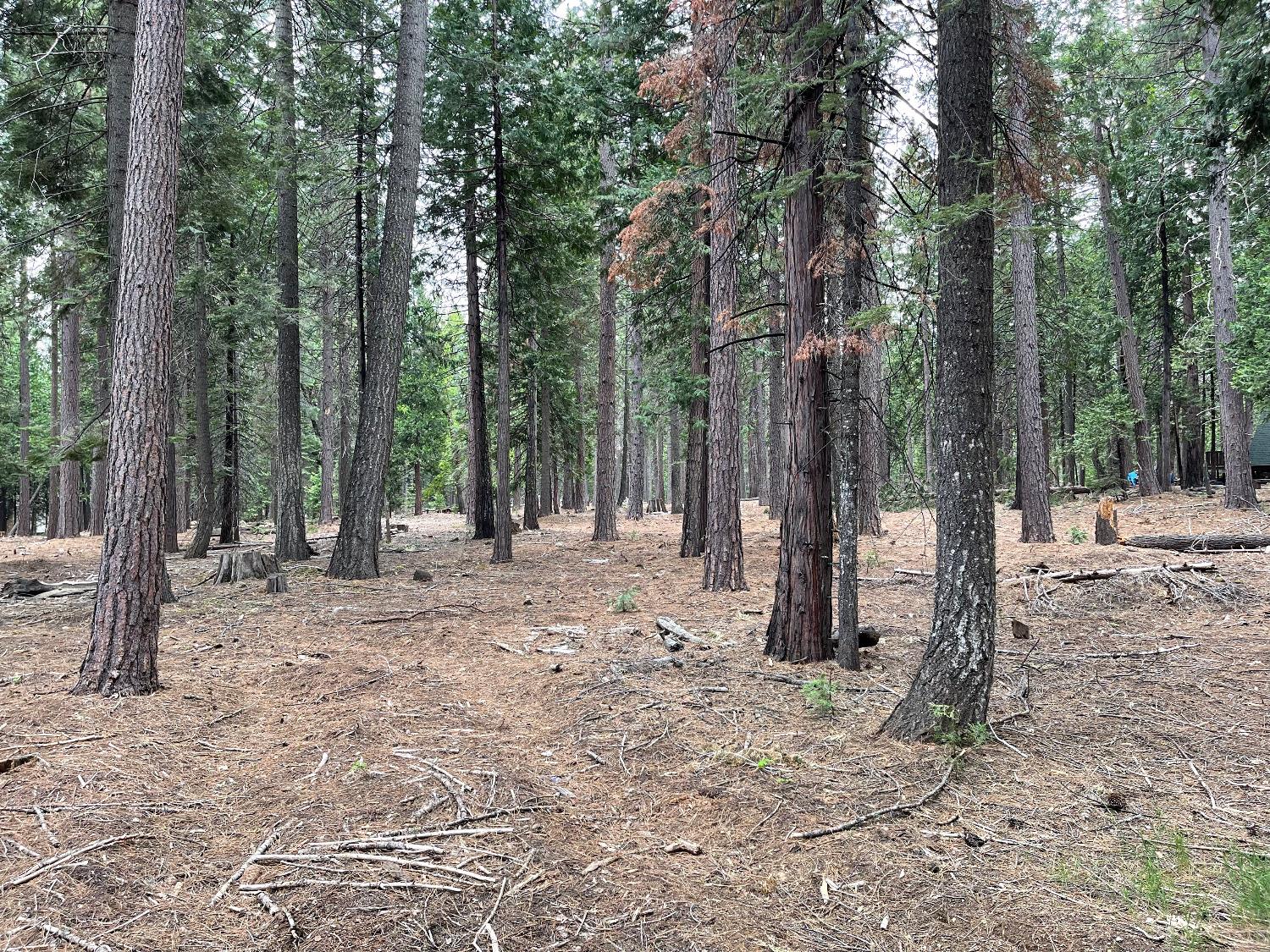 6 Shoshone Drive, Camp Connell, California 95223, ,Land,For Sale,Shoshone,202300765