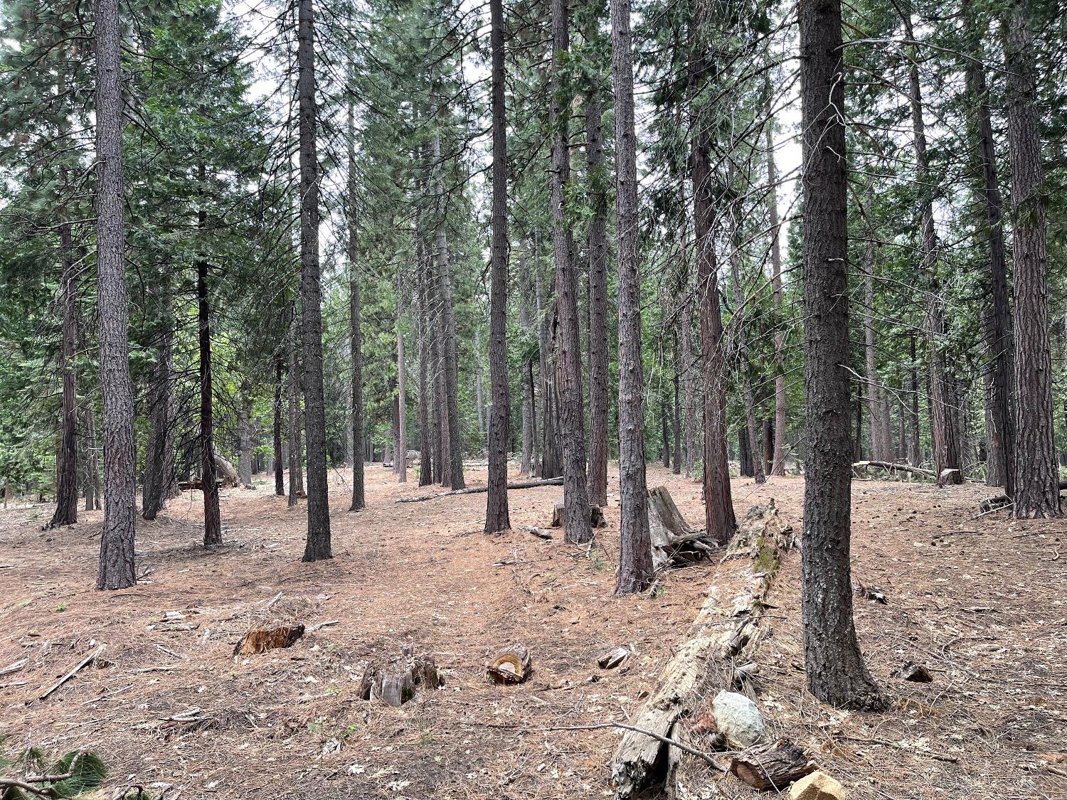 6 Shoshone Drive, Camp Connell, California 95223, ,Land,For Sale,Shoshone,202300765