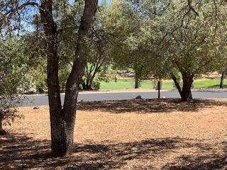 242 Smith Flat Road, Angels Camp, California 95222, ,Land,For Sale,Smith Flat,202300782