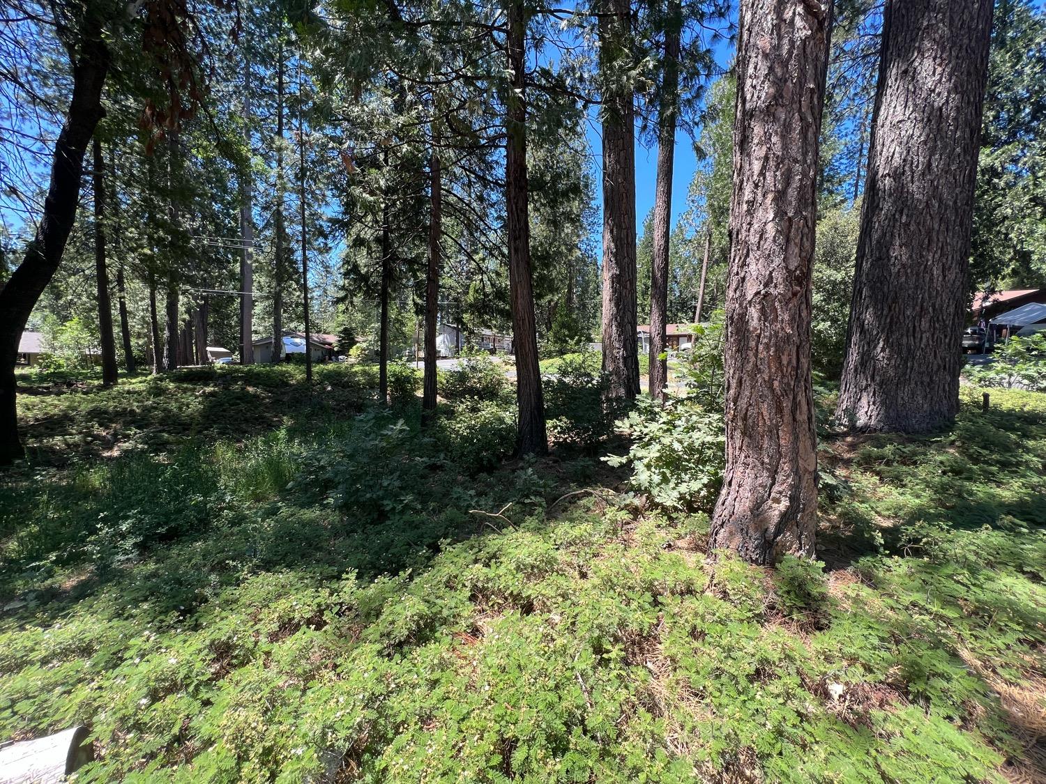 400 Blackbird Lane, Avery, California 95224, ,Land,For Sale,Blackbird,202300849