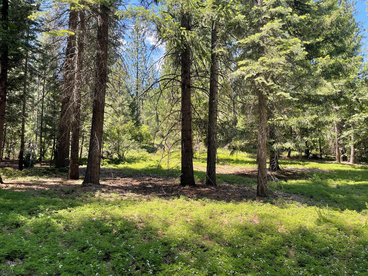 0 Oak Court, Arnold, California 95223, ,Land,For Sale,Oak,202300872