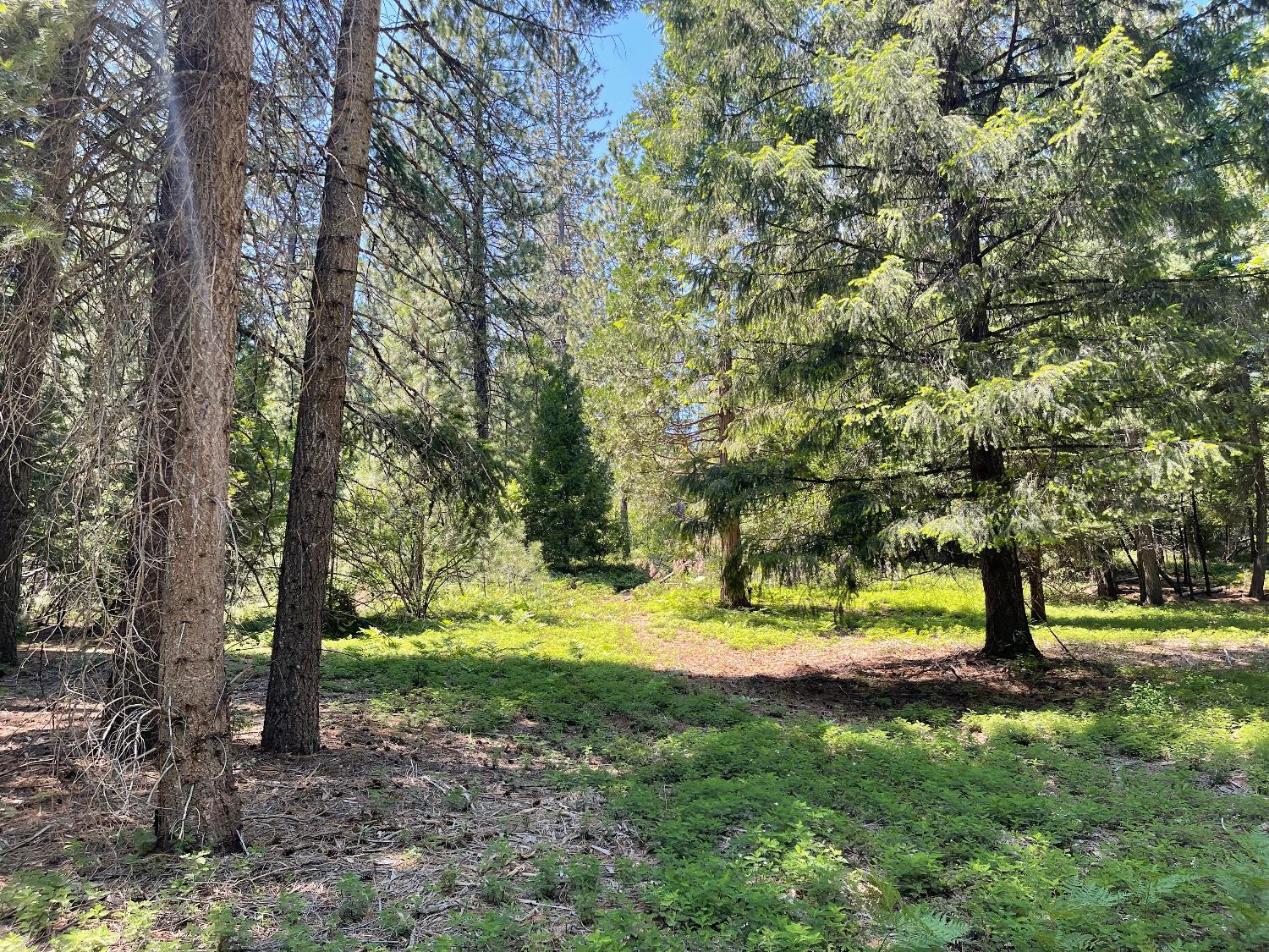 0 Oak Court, Arnold, California 95223, ,Land,For Sale,Oak,202300872