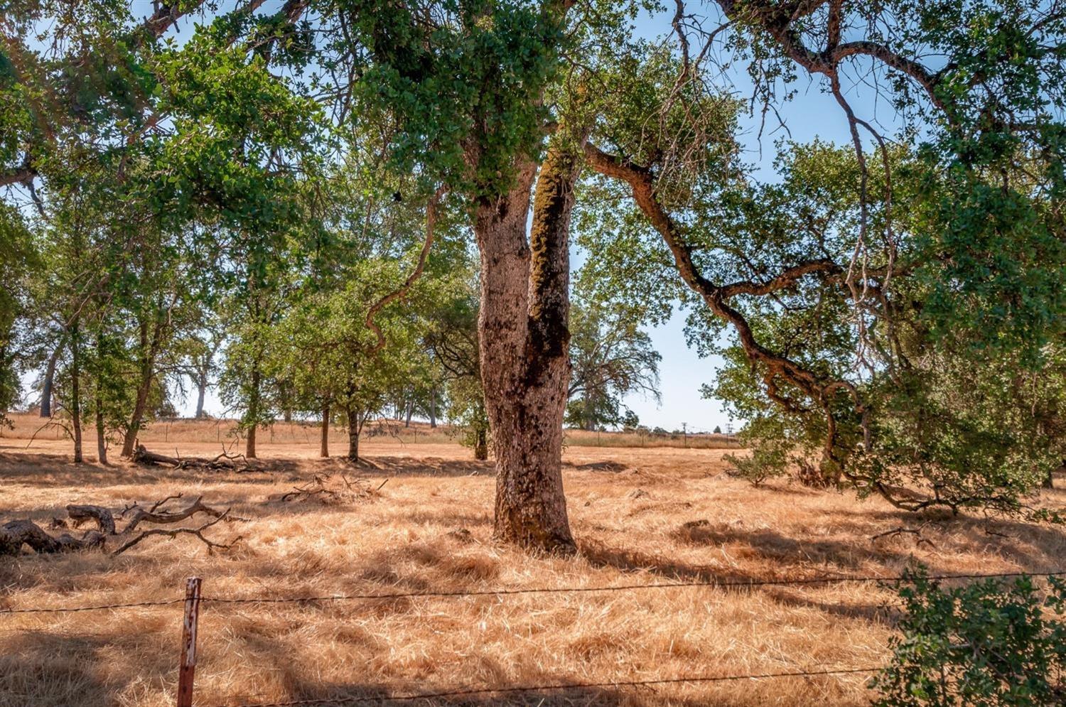 0 Dogtown Road, Angels Camp, California 95222, ,Land,For Sale,Dogtown Road,202300877