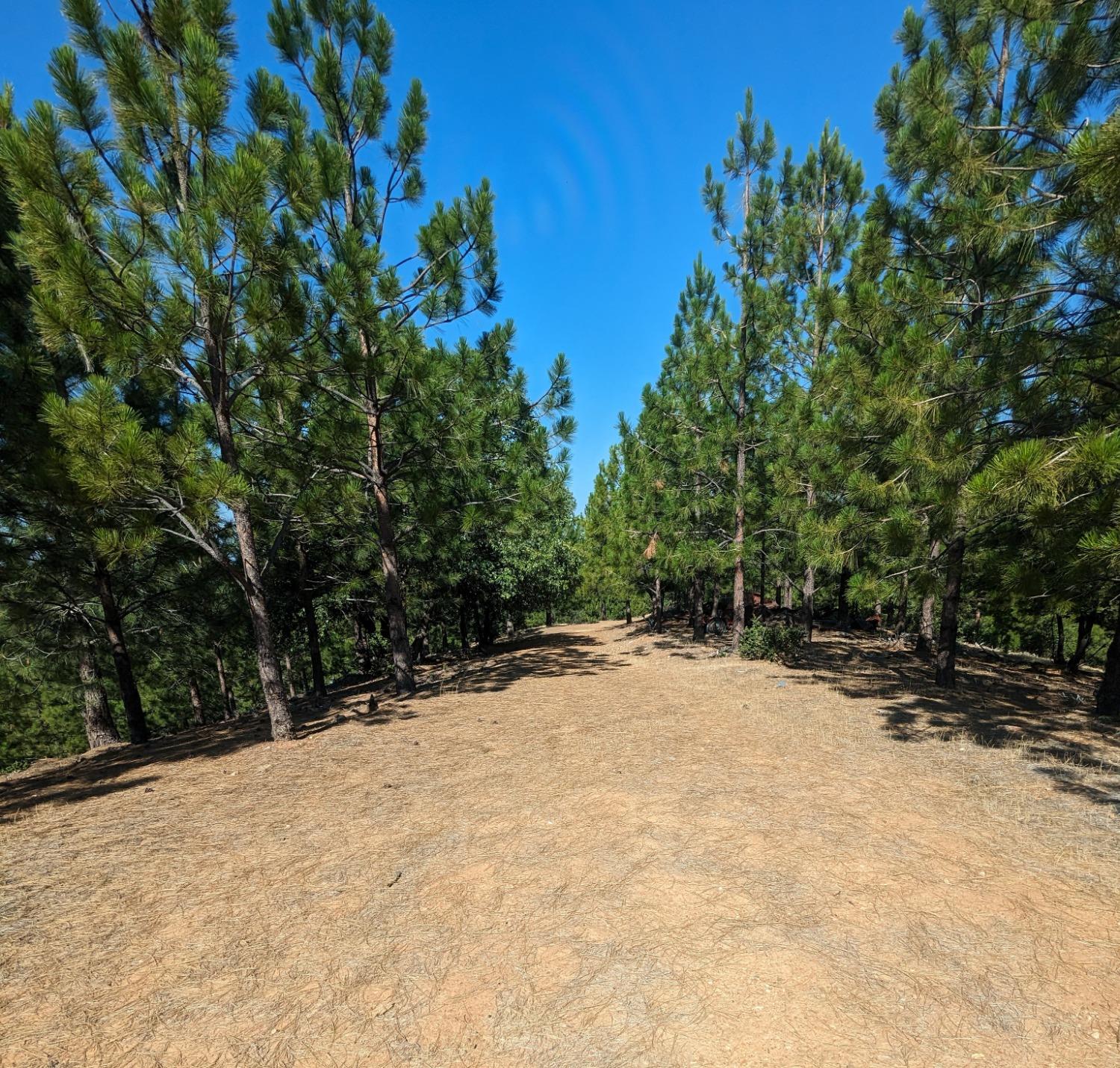 0 Sheep Ranch Road, Murphys, California 95247, ,Land,For Sale,Sheep Ranch Road,202300874