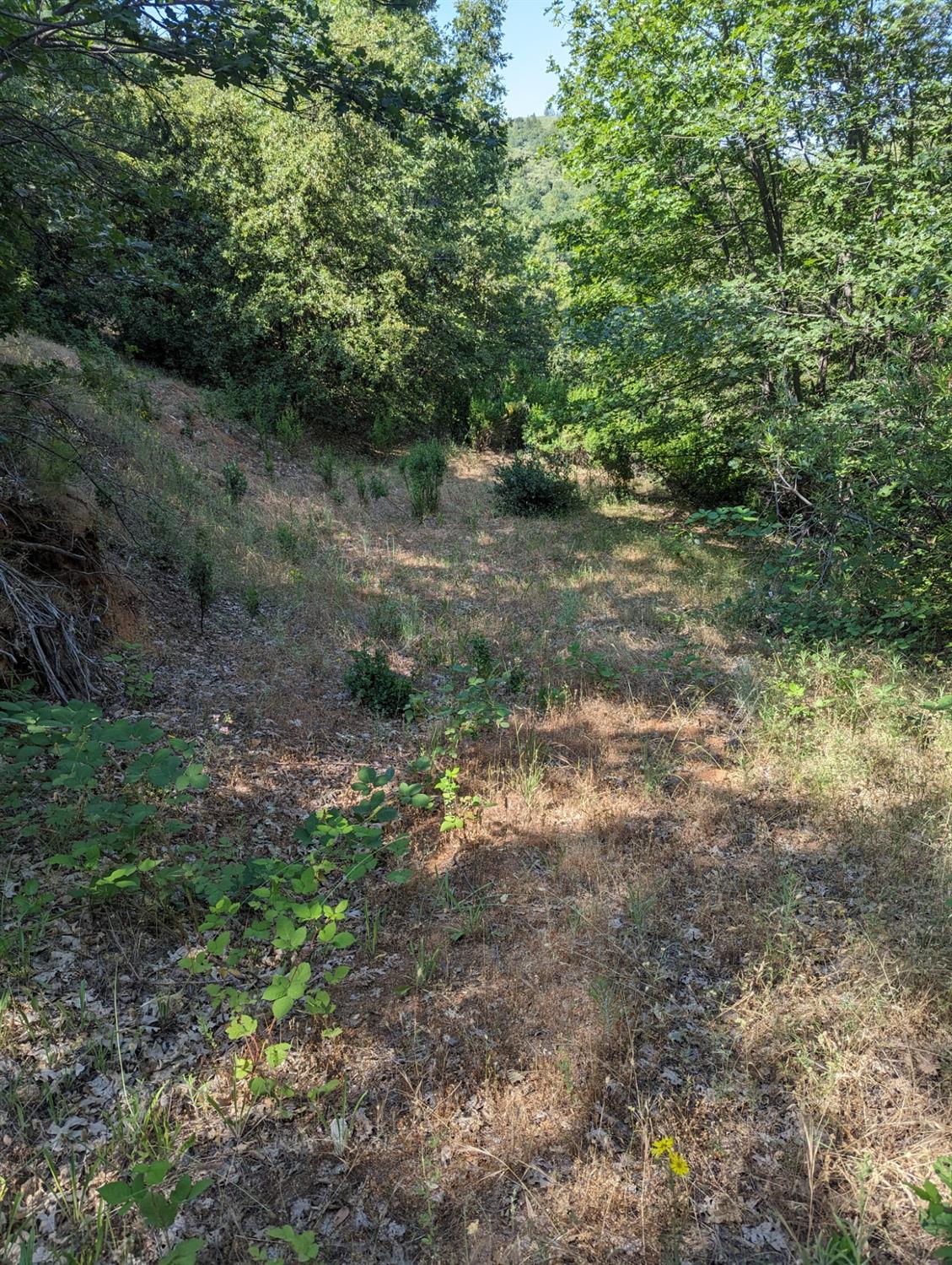 0 Sheep Ranch Road, Murphys, California 95247, ,Land,For Sale,Sheep Ranch Road,202300874