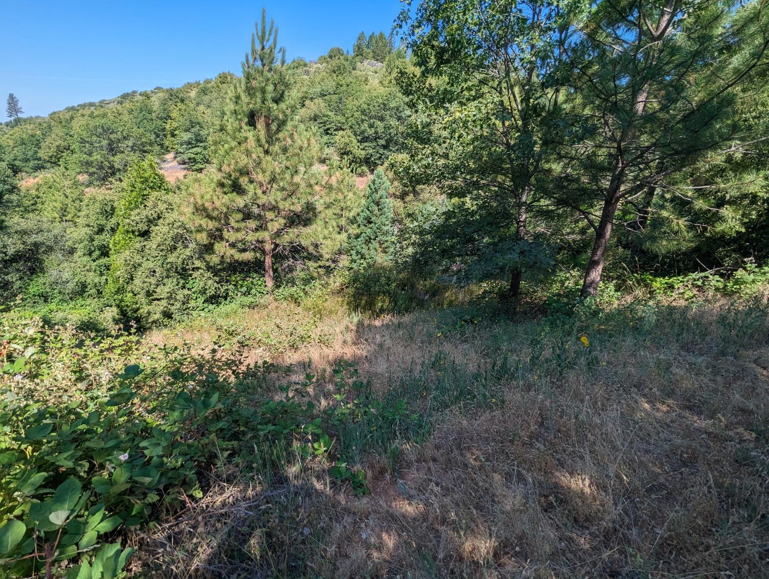 0 Sheep Ranch Road, Murphys, California 95247, ,Land,For Sale,Sheep Ranch Road,202300874