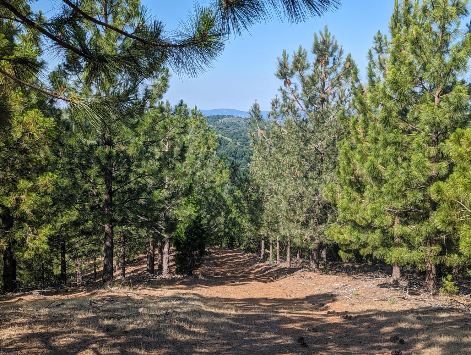 0 Sheep Ranch Road, Murphys, California 95247, ,Land,For Sale,Sheep Ranch Road,202300874