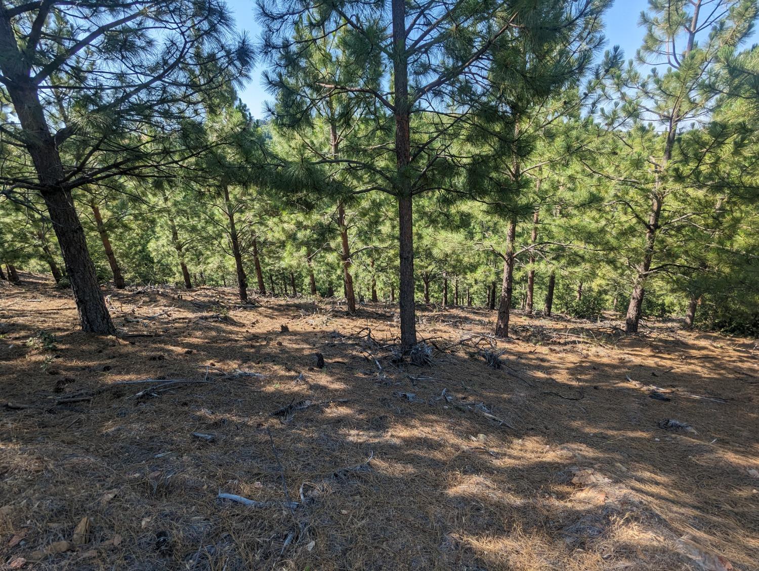 0 Sheep Ranch Road, Murphys, California 95247, ,Land,For Sale,Sheep Ranch Road,202300874