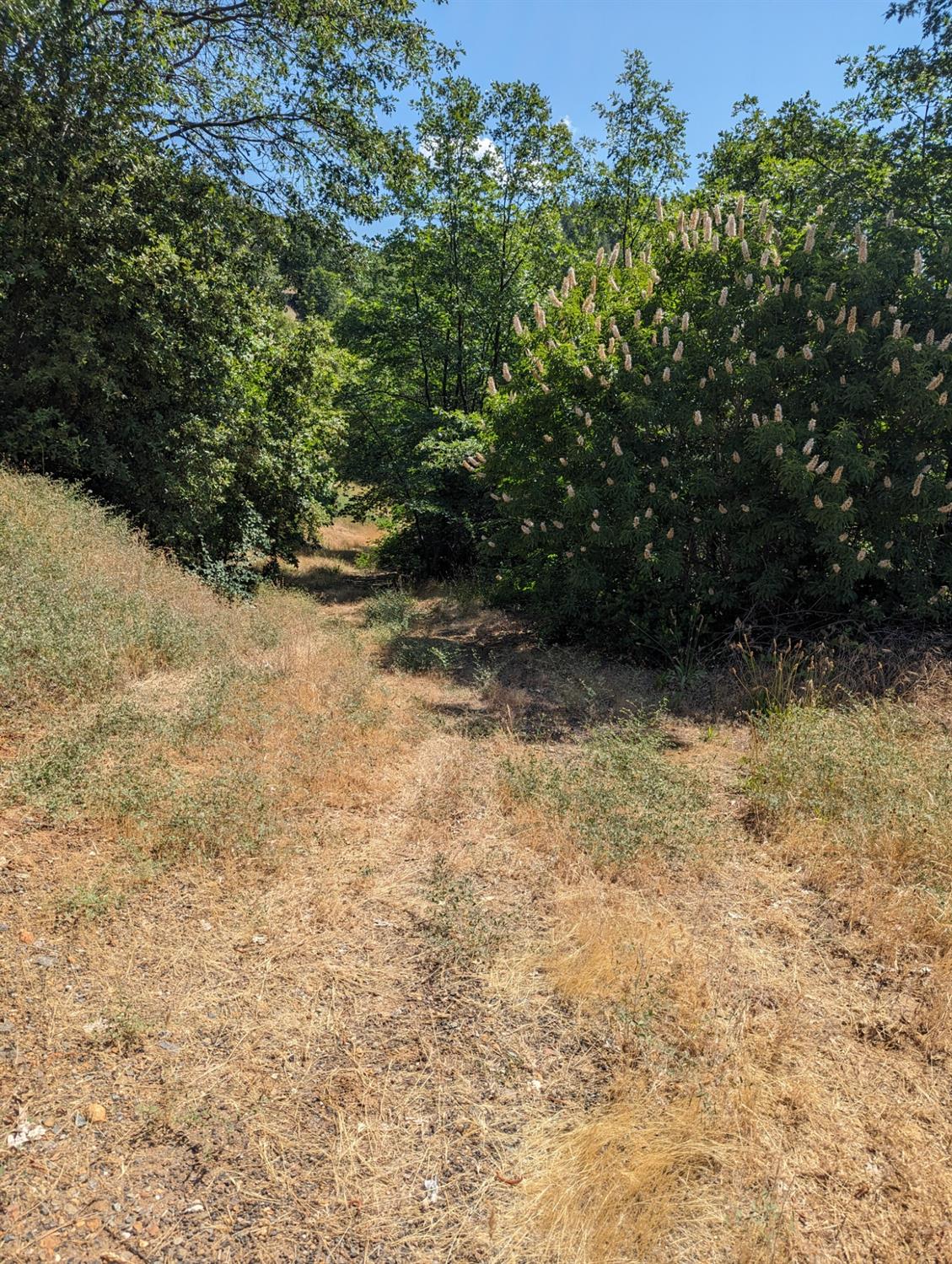 0 Sheep Ranch Road, Murphys, California 95247, ,Land,For Sale,Sheep Ranch Road,202300874