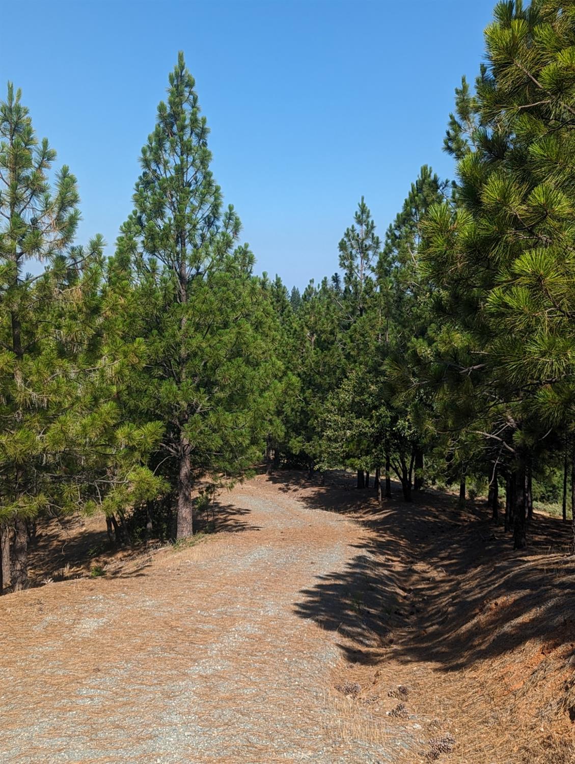 0 Sheep Ranch Road, Murphys, California 95247, ,Land,For Sale,Sheep Ranch Road,202300874