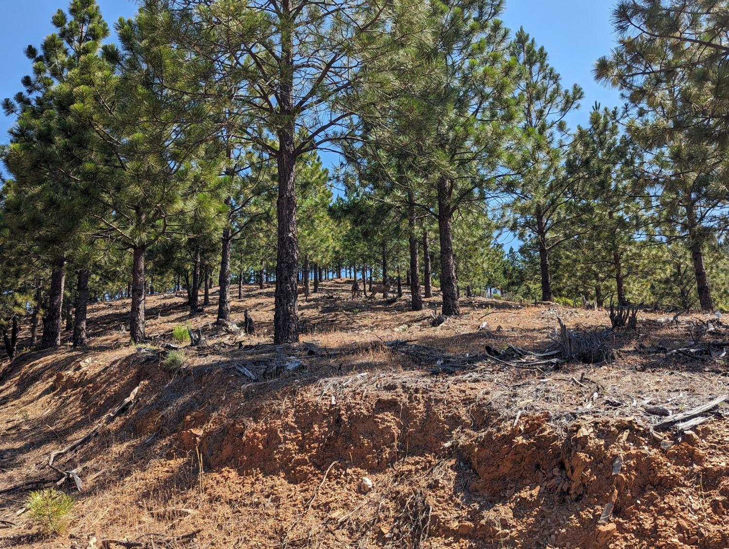 0 Sheep Ranch Road, Murphys, California 95247, ,Land,For Sale,Sheep Ranch Road,202300874