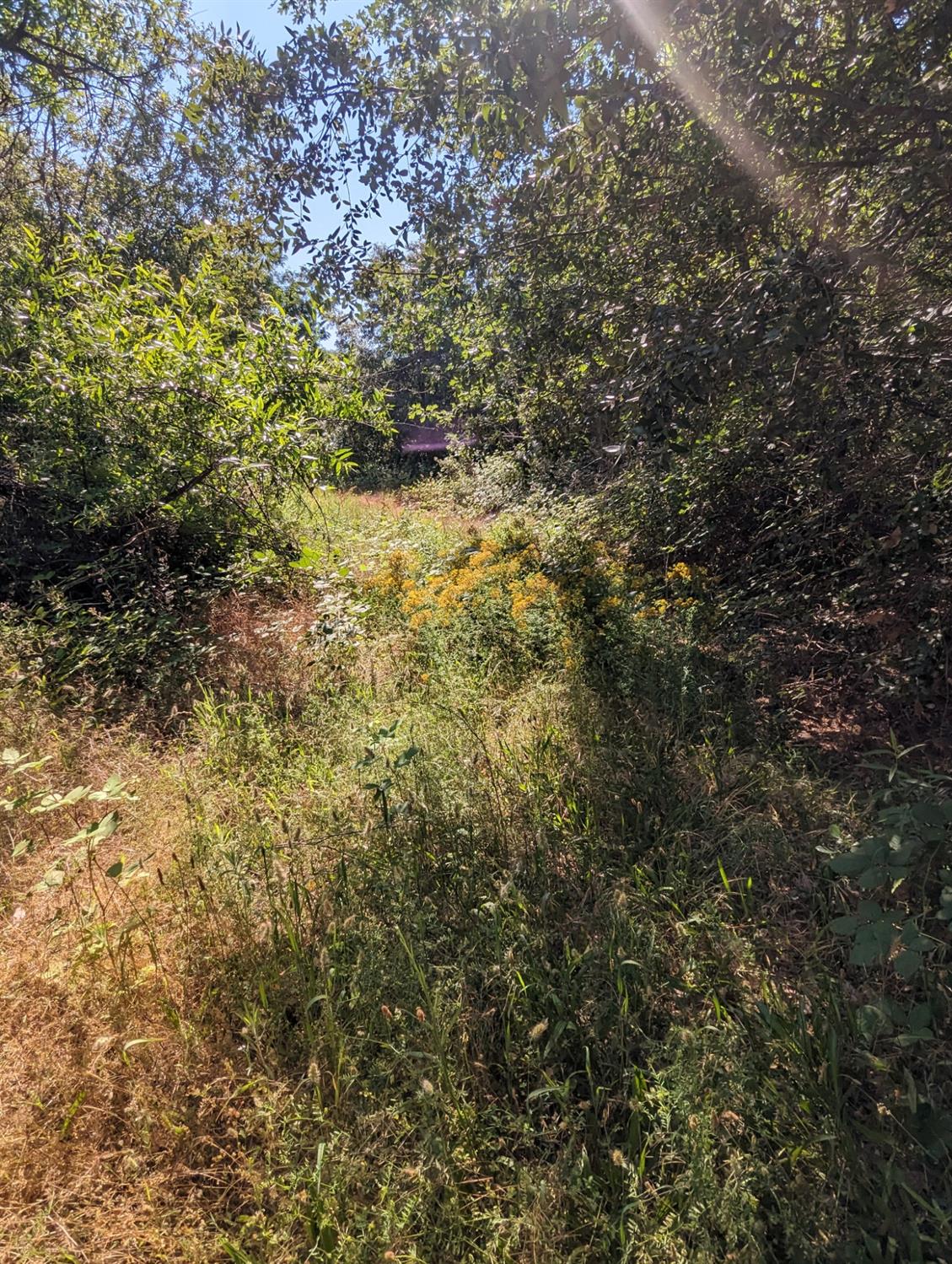 0 Sheep Ranch Road, Murphys, California 95247, ,Land,For Sale,Sheep Ranch Road,202300874