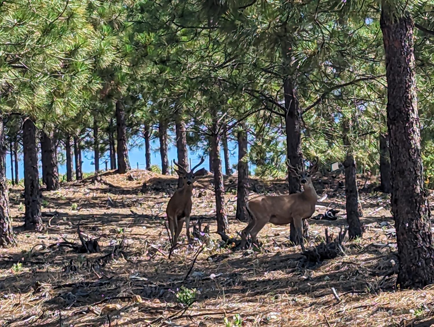 0 Sheep Ranch Road, Murphys, California 95247, ,Land,For Sale,Sheep Ranch Road,202300874