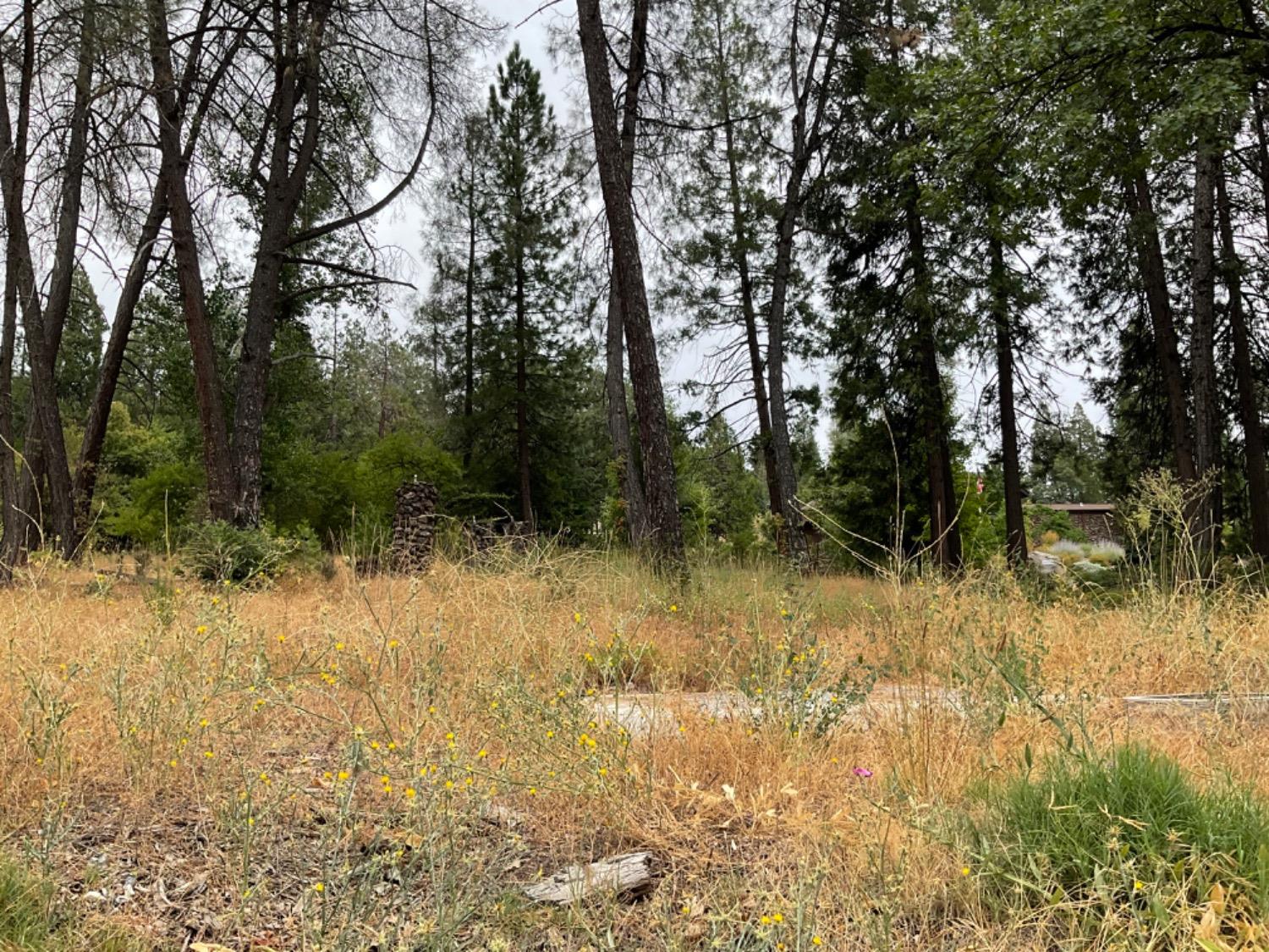 89 Forest Meadows Drive, Murphys, California 95247, ,Land,For Sale,Forest Meadows,202300959