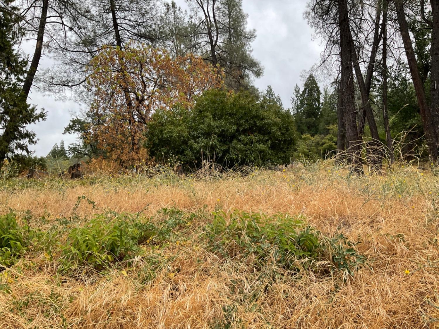 89 Forest Meadows Drive, Murphys, California 95247, ,Land,For Sale,Forest Meadows,202300959