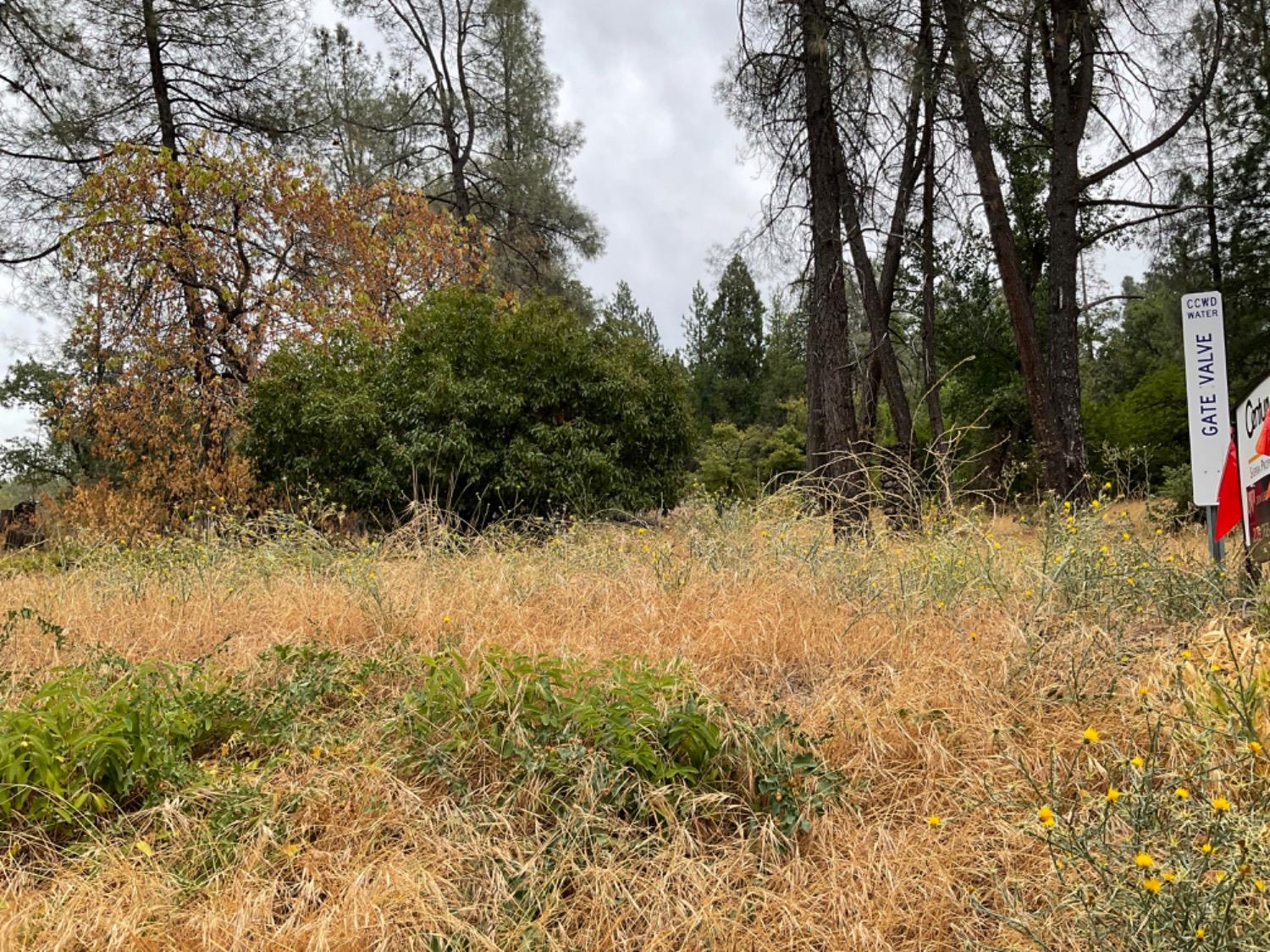 89 Forest Meadows Drive, Murphys, California 95247, ,Land,For Sale,Forest Meadows,202300959