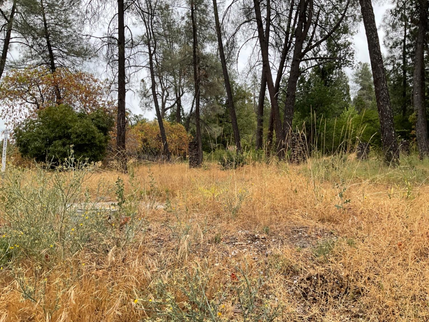 89 Forest Meadows Drive, Murphys, California 95247, ,Land,For Sale,Forest Meadows,202300959