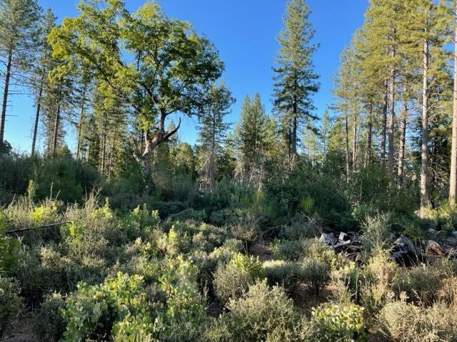 18371 Pine Tree Way, Mountain Ranch, California 95246, ,Land,For Sale,Pine Tree,202301052