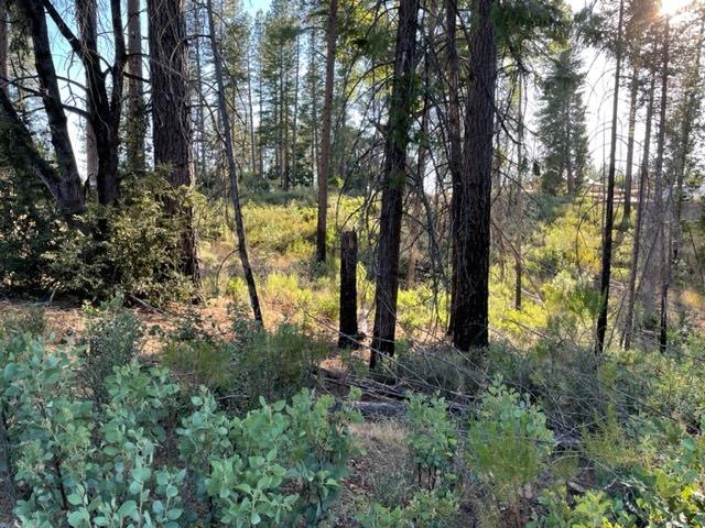 18371 Pine Tree Way, Mountain Ranch, California 95246, ,Land,For Sale,Pine Tree,202301052