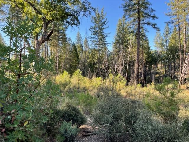 18371 Pine Tree Way, Mountain Ranch, California 95246, ,Land,For Sale,Pine Tree,202301052