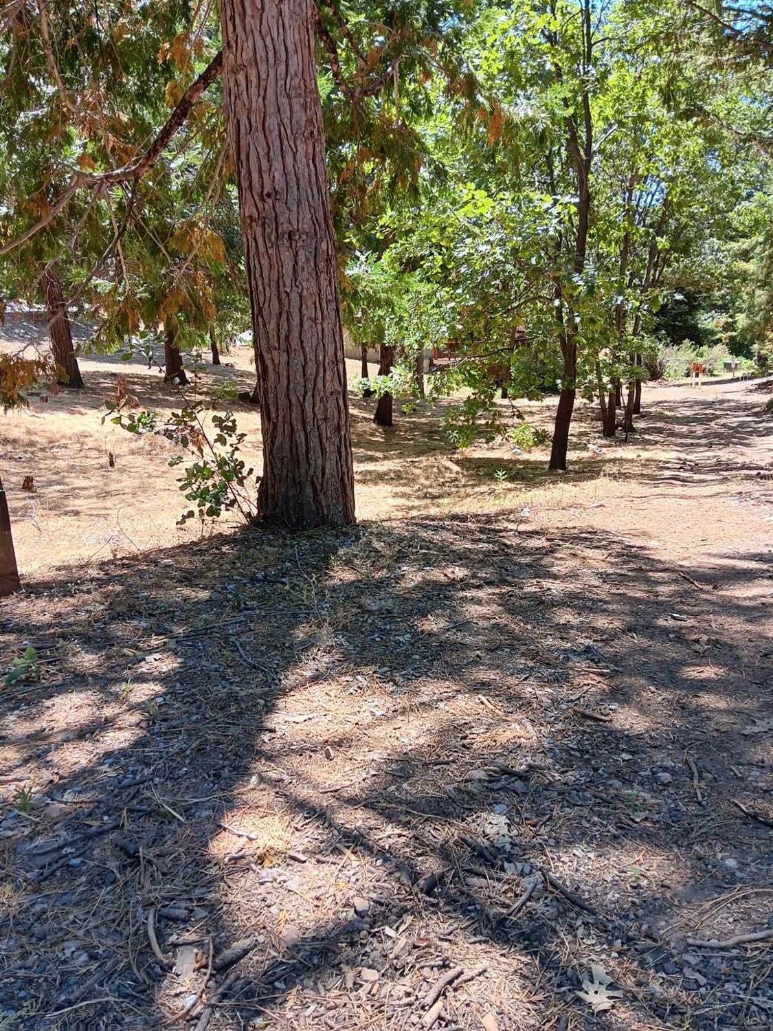 630 Dogwood Drive, Murphys, California 95247, ,Land,For Sale,Dogwood,202301055