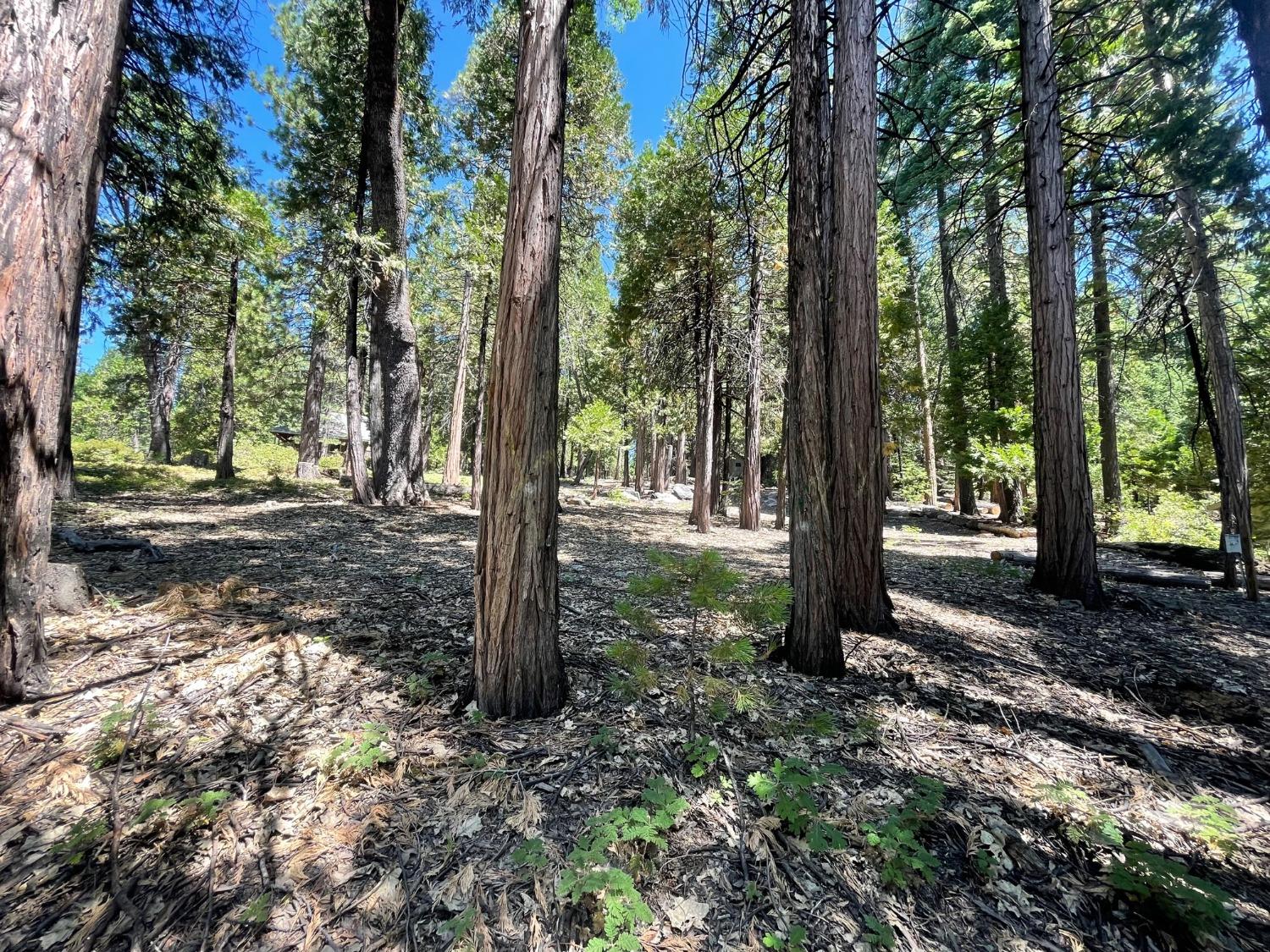 926 Shoshone, Camp Connell, California 95223, ,Land,For Sale,Shoshone,202301115