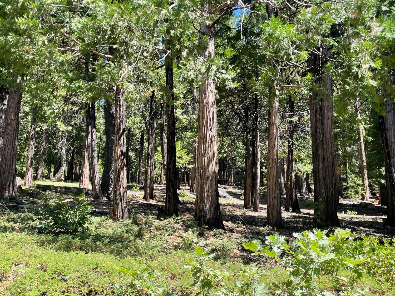 926 Shoshone, Camp Connell, California 95223, ,Land,For Sale,Shoshone,202301115