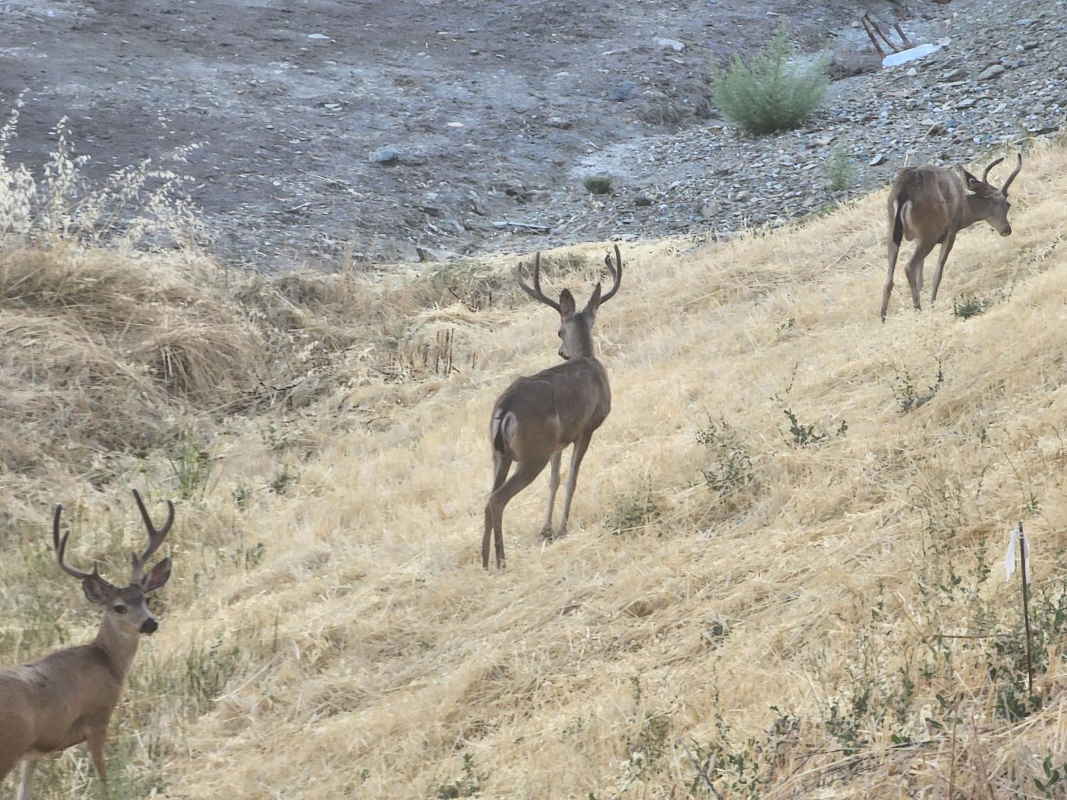 Enjoy deer and wildlife sightings!