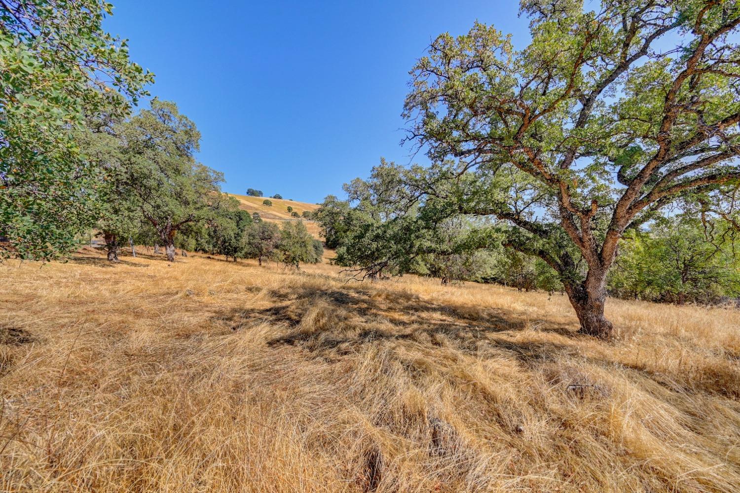 668 Murphys Grade Road, Angels Camp, California 95222, ,Land,For Sale,Murphys Grade,202303339